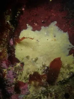Hamacantha hyaloderma thumbnail 2