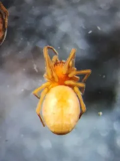 Emblyna phylax thumbnail 2