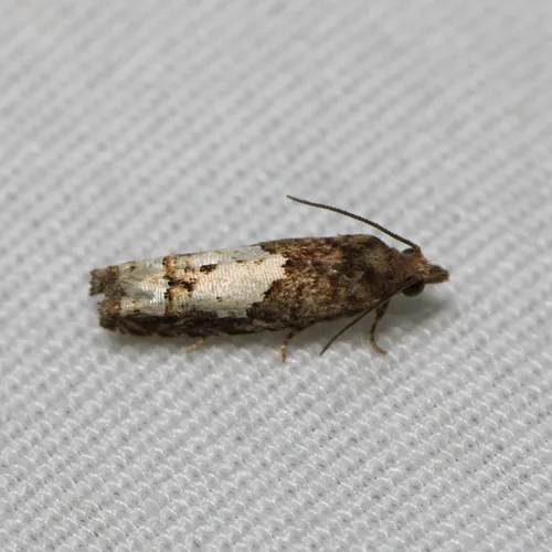 Aster Eucosma Moth
