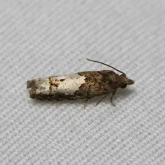 Aster Eucosma Moth thumbnail 1