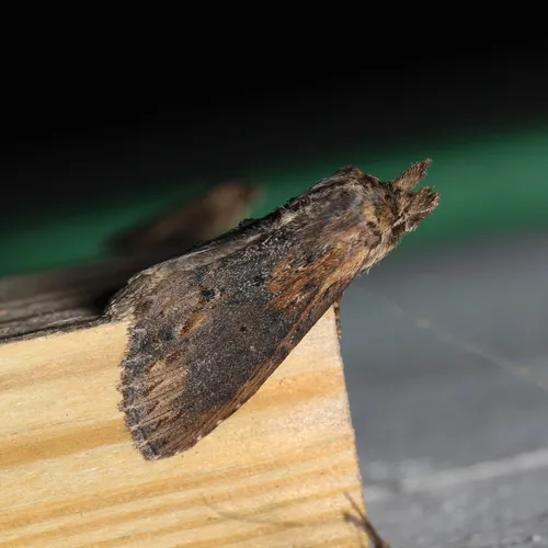 Gray-patched Prominent