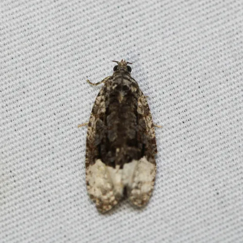 Sallow Apotomis Moth