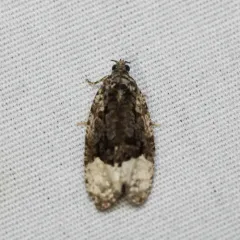 Sallow Apotomis Moth thumbnail 1