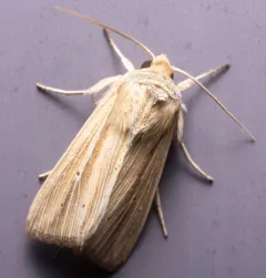 Many-lined Wainscot thumbnail 4
