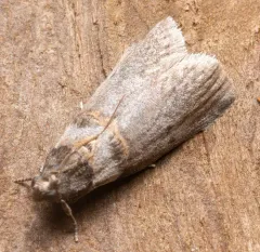 Hickory Shoot Borer Moth thumbnail 4
