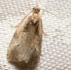 Olethreutes punctanum thumbnail 2