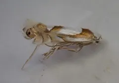 Phyllonorycter fitchella thumbnail 3