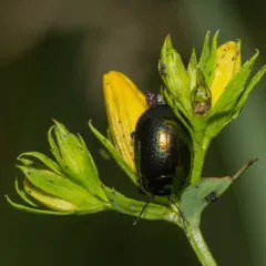 Saint John's Wort Beetle thumbnail 3