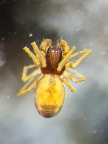 Emblyna peragrata