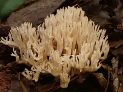 Ramaria gracilis thumbnail 3