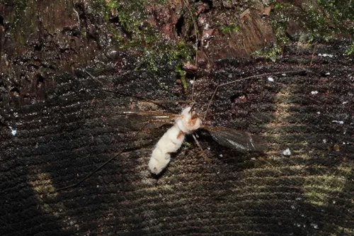Erynia sepulchralis