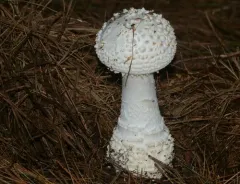Coker's amanita thumbnail 4