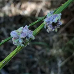 Broom Gall Mite thumbnail 1