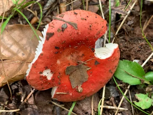 Russula pseudopeckii