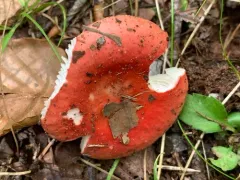 Russula pseudopeckii thumbnail 1