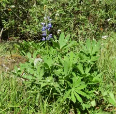 Broadleaf Lupine thumbnail 3