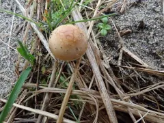Deconica inquilina thumbnail 1