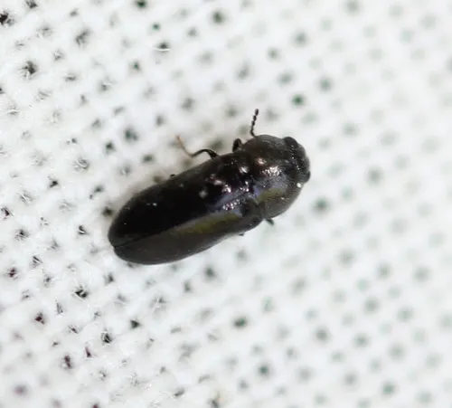 Mastogenius crenulatus