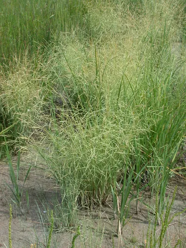 Shining Alkali Grass