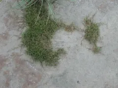 Creeping Alkali Grass thumbnail 2