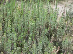 Fourleaf Mare's-tail thumbnail 4