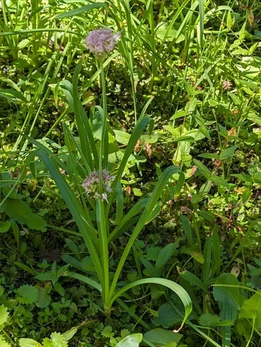 Swamp Onion