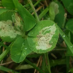 Liriomyza fricki thumbnail 3