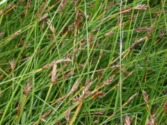 Red Bulrush thumbnail 3