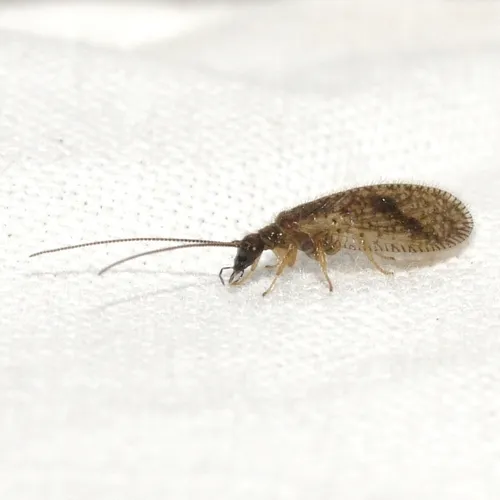 Psectra diptera