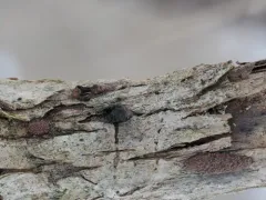 rusty woodwart thumbnail 2