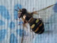 Black-bellied Aphideater thumbnail 3