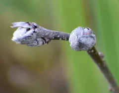 Dasineura serrulatae thumbnail 3