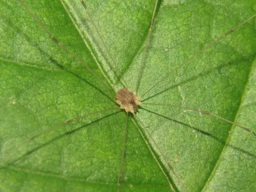 Leiobunum cretatum