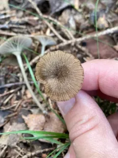 Entoloma odoriferum thumbnail 1