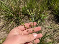 prairie lespedeza thumbnail 2