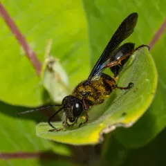 Brown-legged Grass-carrying Wasp thumbnail 1