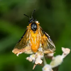 Rose Sawfly thumbnail 2