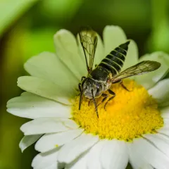 Say's Cuckoo Leafcutter Bee thumbnail 2