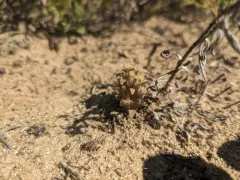 Louisiana broomrape thumbnail 3
