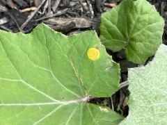 Coltsfoot Gall Rust thumbnail 4