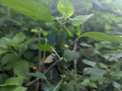 Copperleaf stem gall midge thumbnail 2