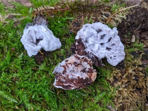 Hypomyces gamsii