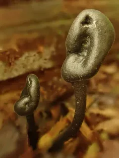 Trichoglossum variabile thumbnail 4