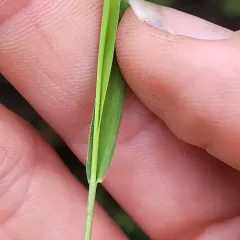 rice cutgrass thumbnail 4