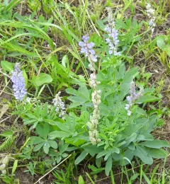 silvery lupine thumbnail 3