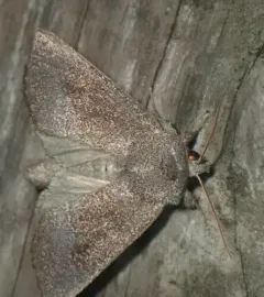 Sunflower Borer Moth thumbnail 3