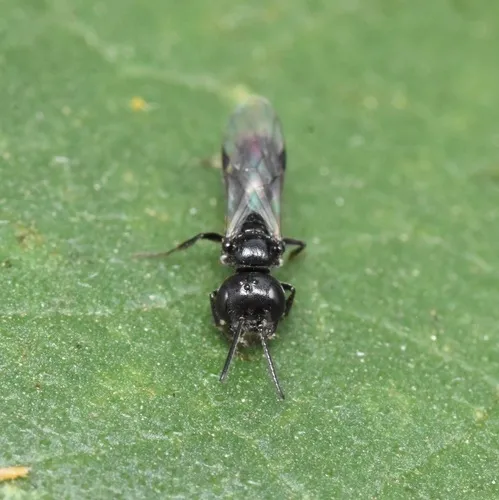 Diodontus nigritus