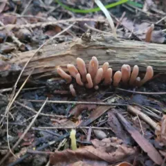 ochre club thumbnail 1