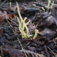 Clavaria amoenoides thumbnail 1