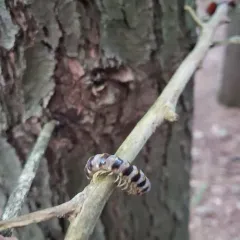 Arthrophaga myriapodina thumbnail 2